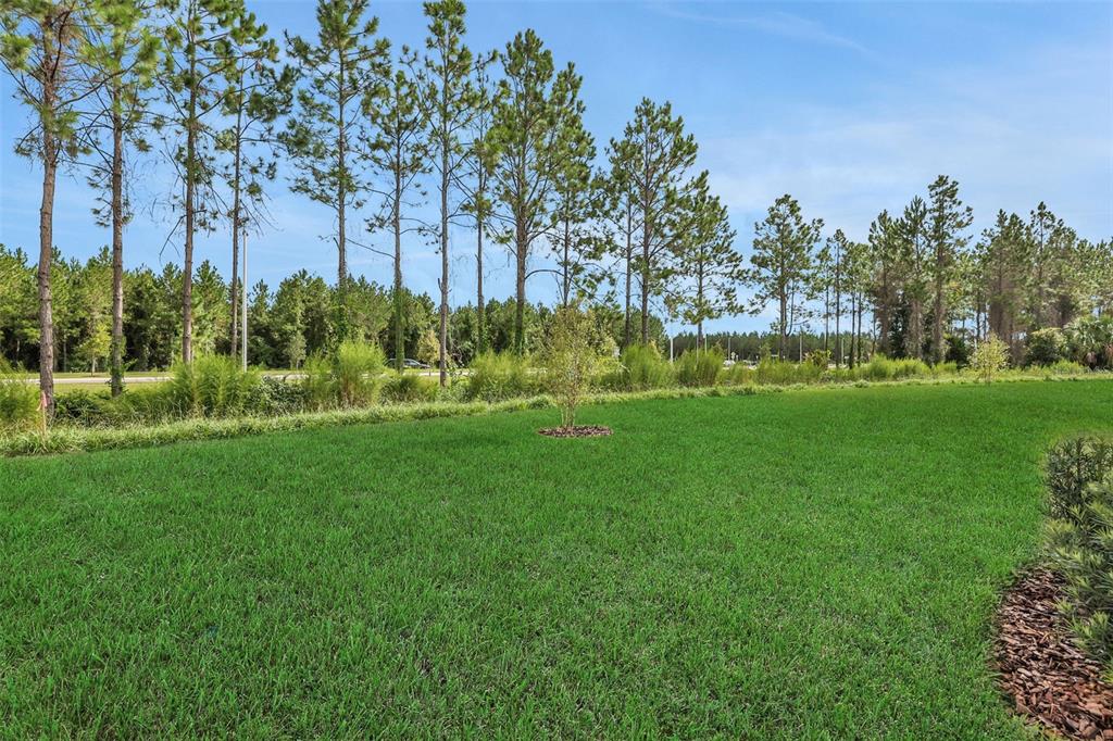 A grassy backyard features a small tree and a line of tall pine trees — 3754 HOLSTEIN WAY, GREEN COVE SPRINGS, FL