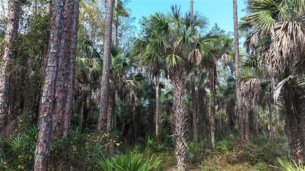 A dense forest landscape features tall pine trees and numerous sabal palm trees — 16TH AVE SE, NAPLES, FL