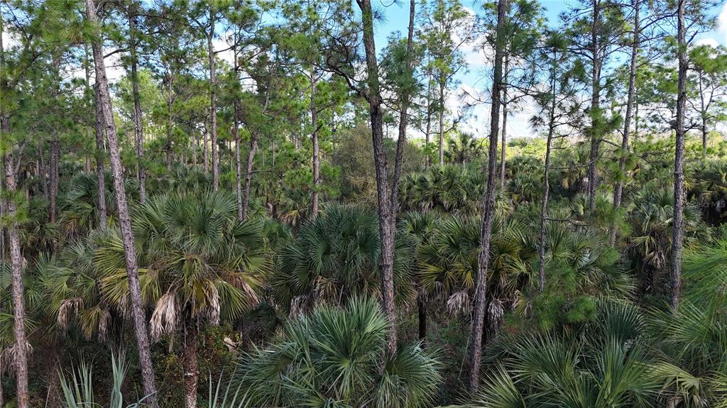 A dense forest landscape features tall pine trees interspersed with numerous saw palmetto bushes — 16TH AVE SE, NAPLES, FL