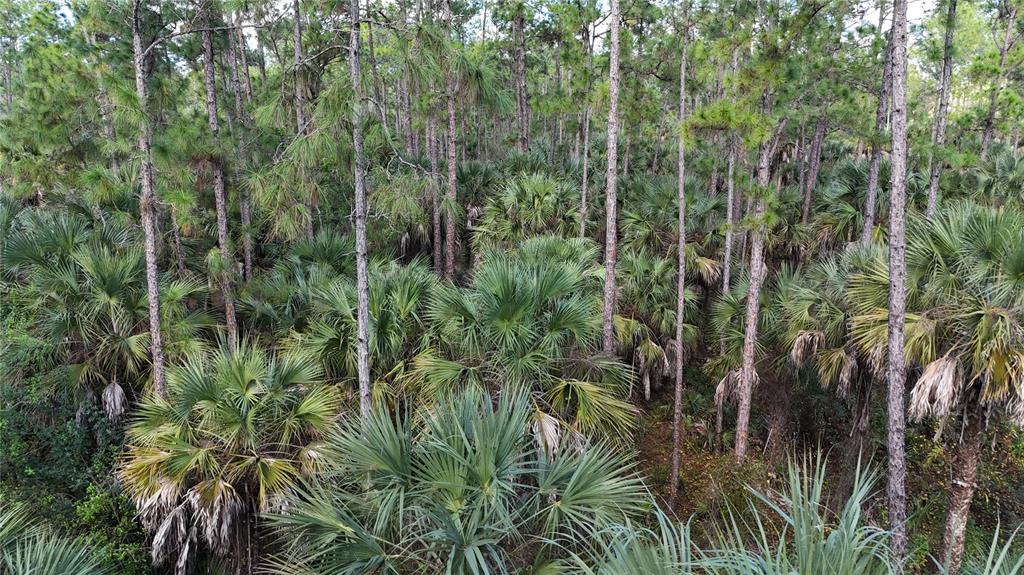 A dense forest featuring tall pine trees and numerous saw palmetto plants — 16TH AVE SE, NAPLES, FL