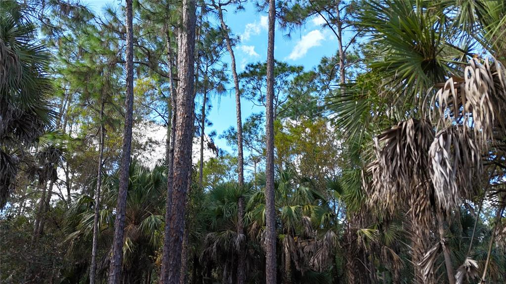 Tall pine trees and palm trees fill a wooded area under a blue sky — 16TH AVE SE, NAPLES, FL