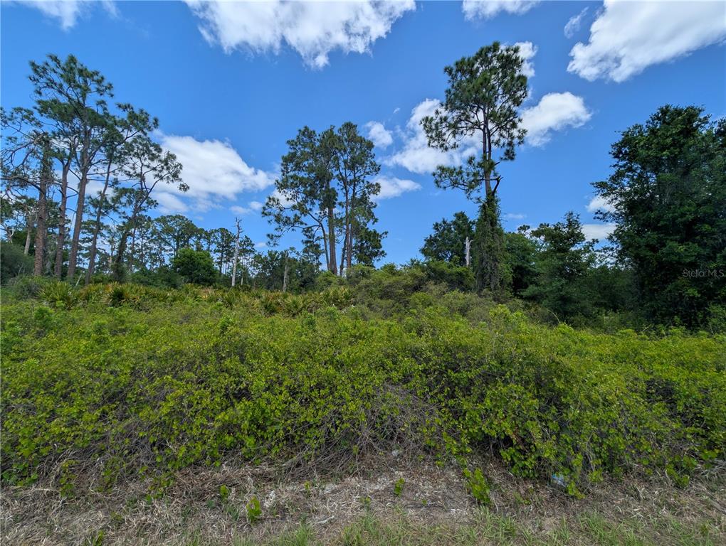 A view of a vacant, overgrown lot with tall pine trees under a blue sky — 784 WASHINGTON BOULEVARD NE, LAKE PLACID, FL