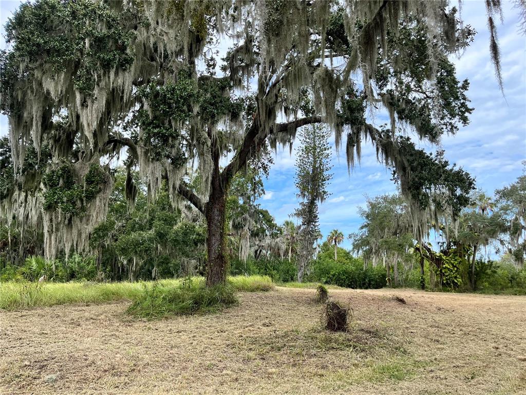 A large oak tree draped in Spanish moss stands in a grassy, open field — 6715 16TH AVENUE E, PALMETTO, FL