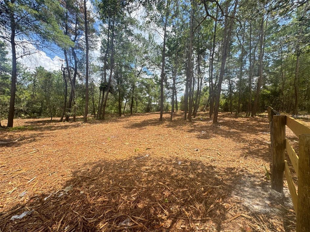 A cleared, wooded lot covered in pine straw with a wooden fence on the right — E PINE STREET, PAISLEY, FL