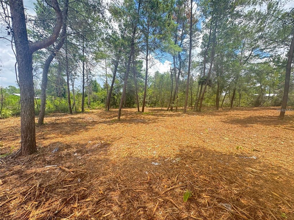 A wooded, undeveloped lot covered in pine needles and scattered trees under a blue sky — E PINE STREET, PAISLEY, FL
