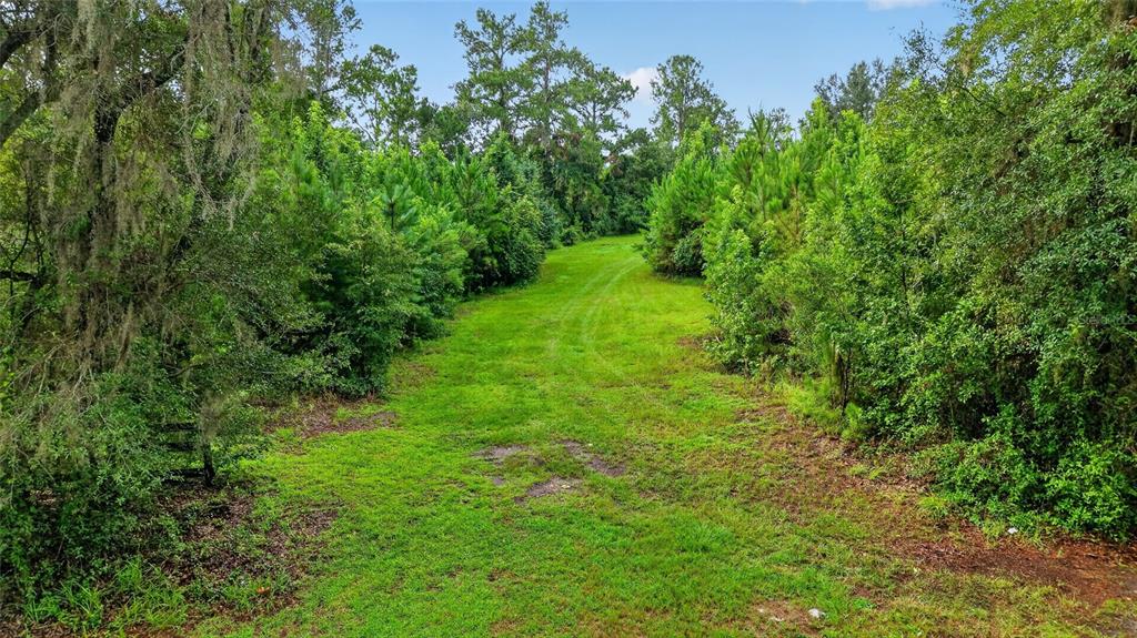 A grassy path leads through a wooded area with dense trees and vegetation on both sides — 15958 W HWY 318, WILLISTON, FL