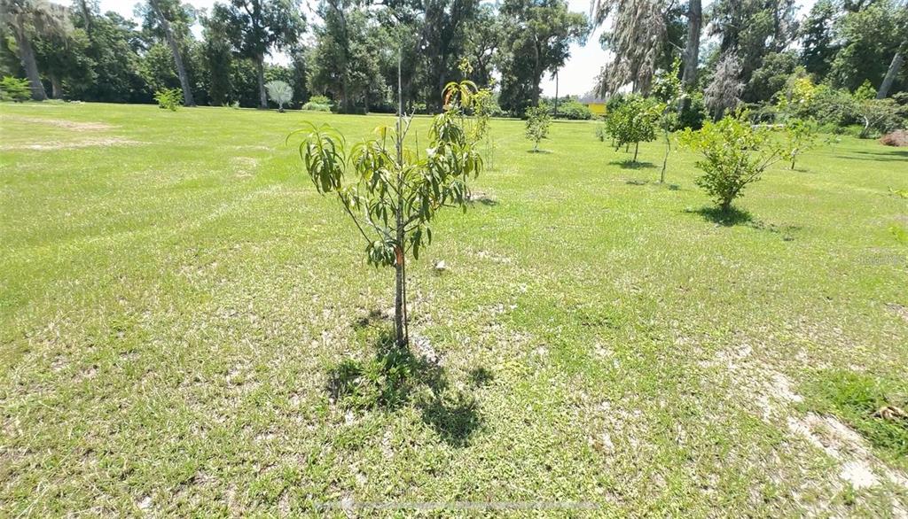 A young fruit tree stands in the foreground of a large, grassy, sunlit backyard — 0 N US HIGHWAY 441, OCALA, FL