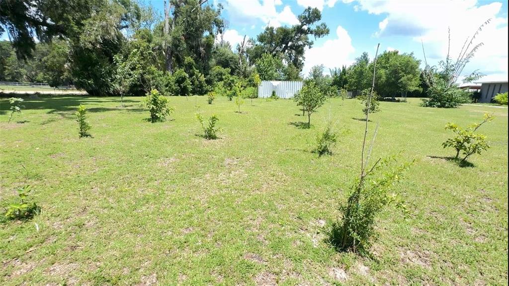 A grassy backyard features several young trees planted across an open lawn with a storage shed — 0 N US HIGHWAY 441, OCALA, FL