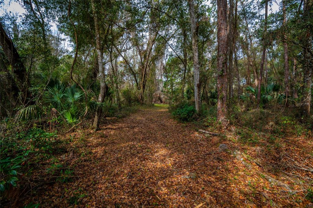 A dirt path covered in fallen leaves winds through a dense, wooded forest — 7822 CR 647, BUSHNELL, FL