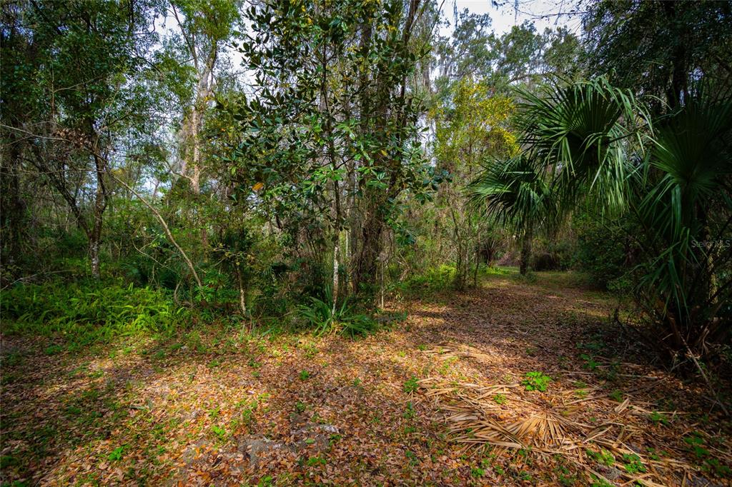 A view of a wooded lot with dense trees, palmettos, and a leaf-covered ground — 7822 CR 647, BUSHNELL, FL