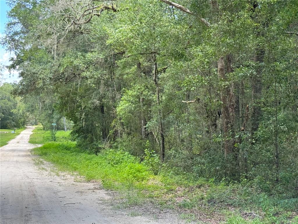 A dirt road runs alongside a dense, wooded area with mature trees and green foliage — SW 139TH CT, DUNNELLON, FL
