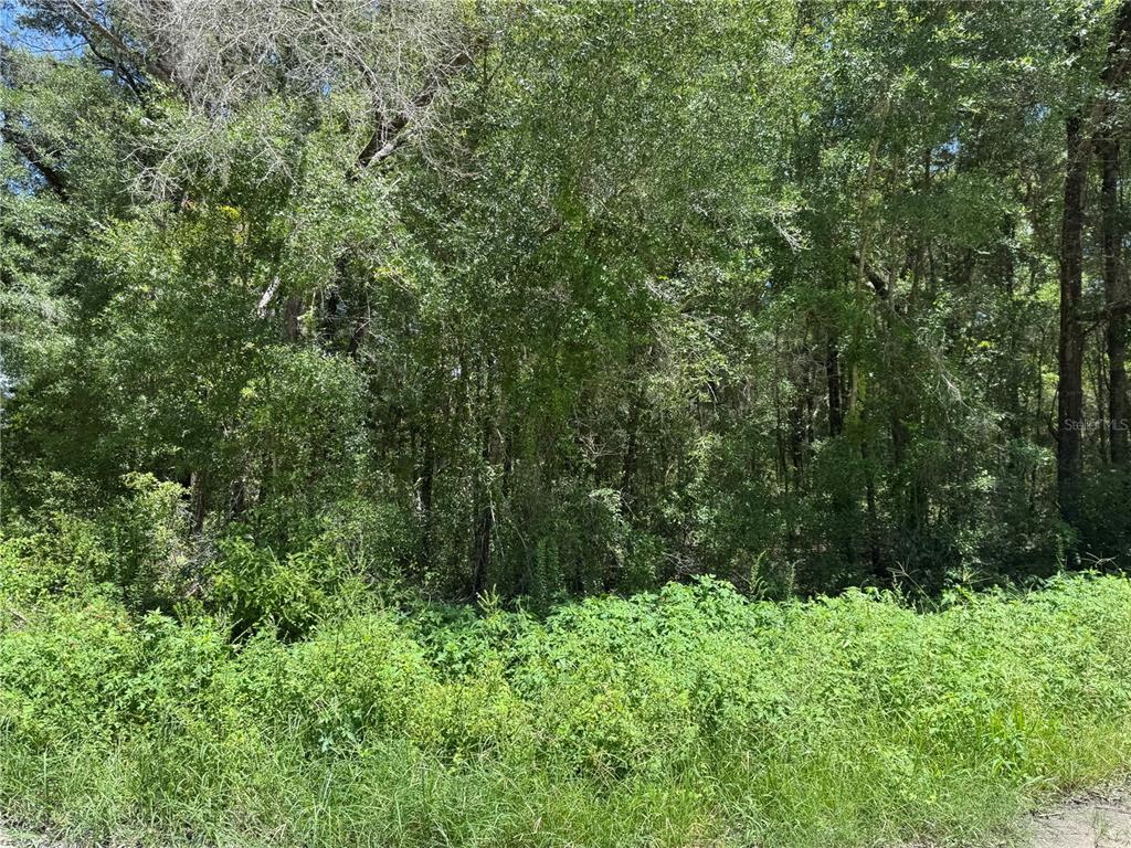 A dense, wooded lot is covered in thick green vegetation and tall trees — SW 139TH CT, DUNNELLON, FL