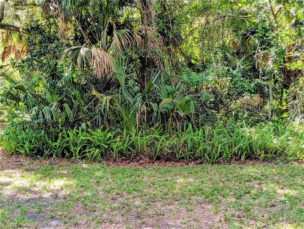 A dense thicket of palm trees, ferns, and lush vegetation borders a grassy lawn — 0 N TORO DRIVE, INVERNESS, FL