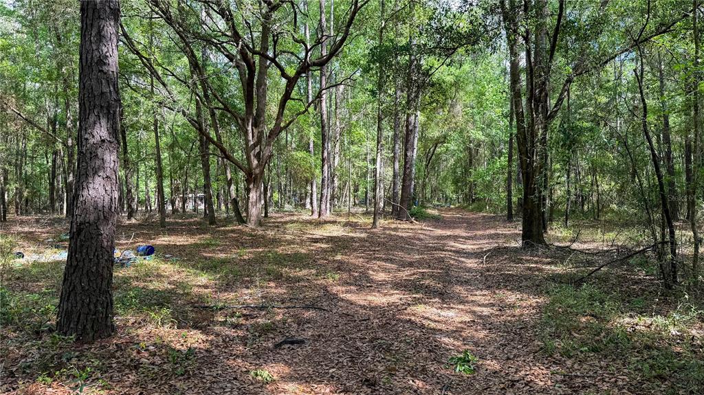 A dirt path leads through a wooded lot with scattered debris on the forest floor — 7922 SW COUNTY ROAD 346, ARCHER, FL