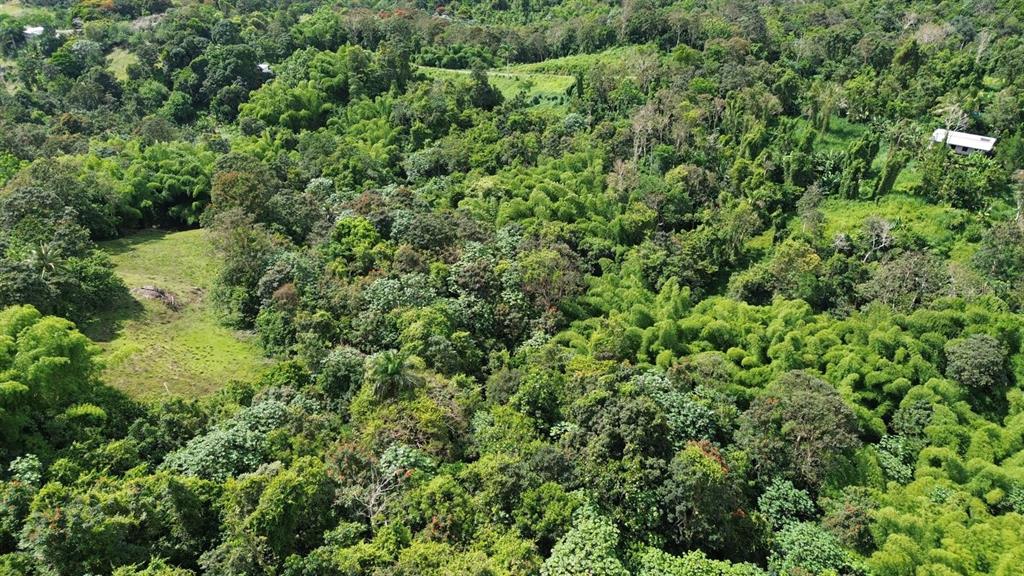 An aerial view shows a lush, green landscape with dense trees, bamboo, and a small house — PR-183, SAN LORENZO, PR
