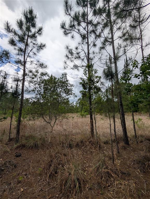 A view of a grassy, undeveloped lot with several tall pine trees under a cloudy sky — 38521 ILEX TRAIL, EUSTIS, FL