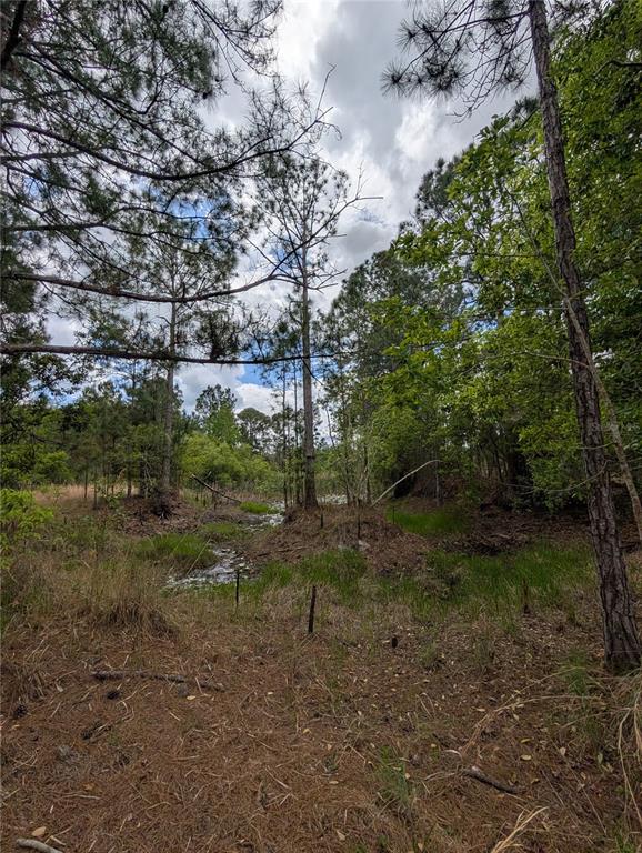 A wooded lot features a small, shallow stream flowing through a grassy, shaded clearing — 38521 ILEX TRAIL, EUSTIS, FL