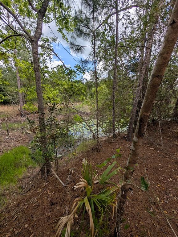A view of a small, lily-covered pond surrounded by trees and pine needles — 38521 ILEX TRAIL, EUSTIS, FL