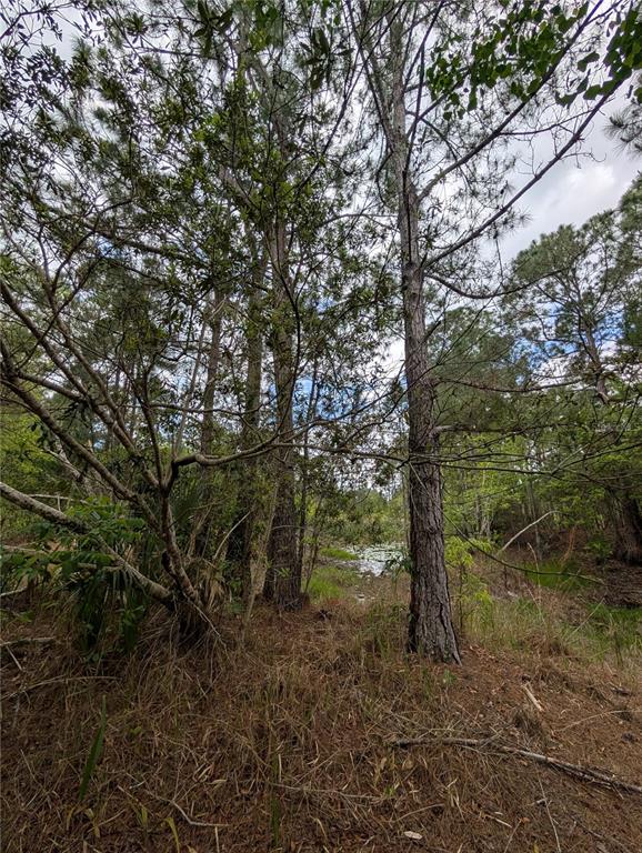 Tall pine trees stand in a wooded area overlooking a small pond in the distance — 38521 ILEX TRAIL, EUSTIS, FL