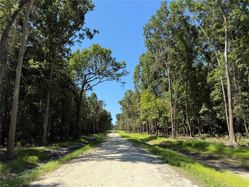 A dirt road stretches through a dense forest under a clear blue sky — DR #3 (10ac) NW 193RD ST, MICANOPY, FL