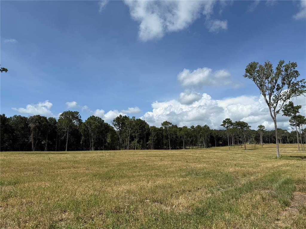 A large, grassy field sits in front of a dense line of trees under a sky — DR #3 (10ac) NW 193RD ST, MICANOPY, FL
