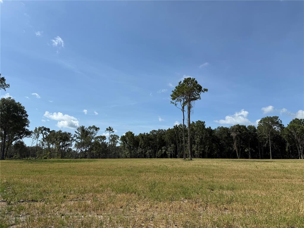 A large, grassy field sits in front of a dense line of trees — DR #3 (10ac) NW 193RD ST, MICANOPY, FL
