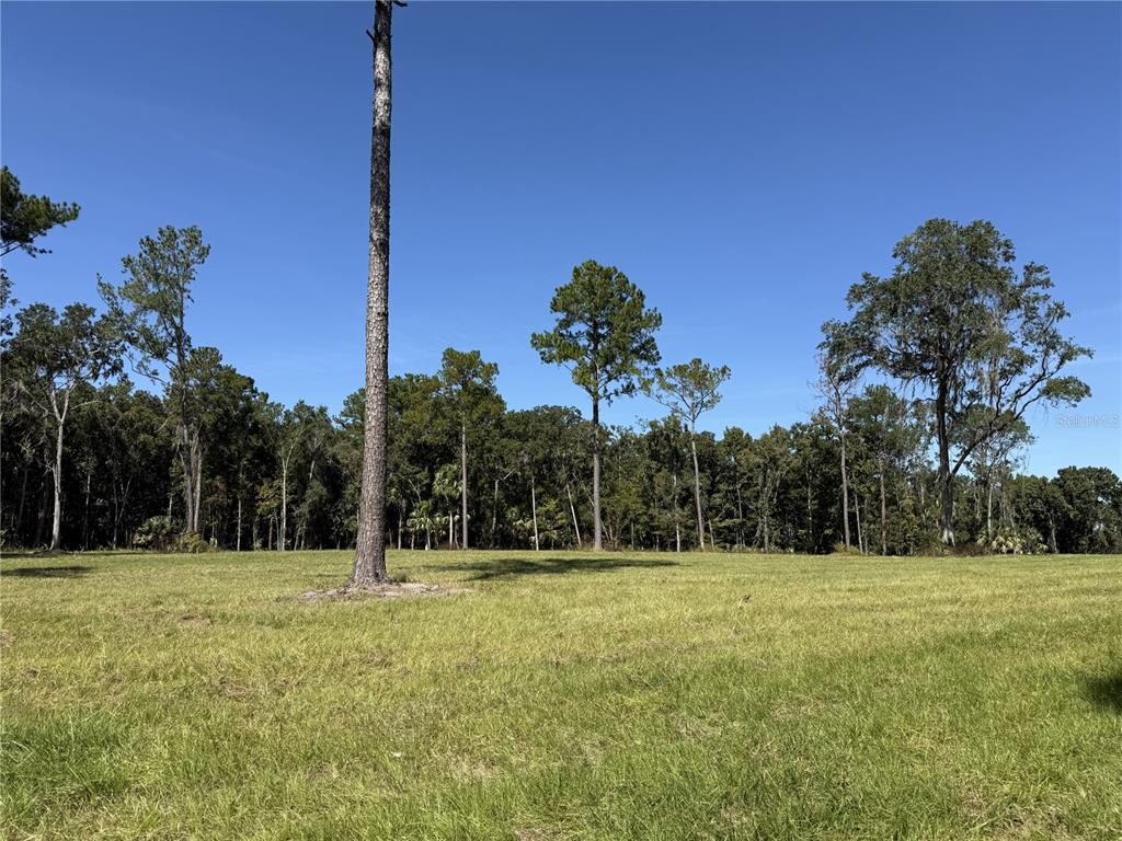 A large, grassy field bordered by a dense line of tall pine and oak trees — DR #3 (10ac) NW 193RD ST, MICANOPY, FL