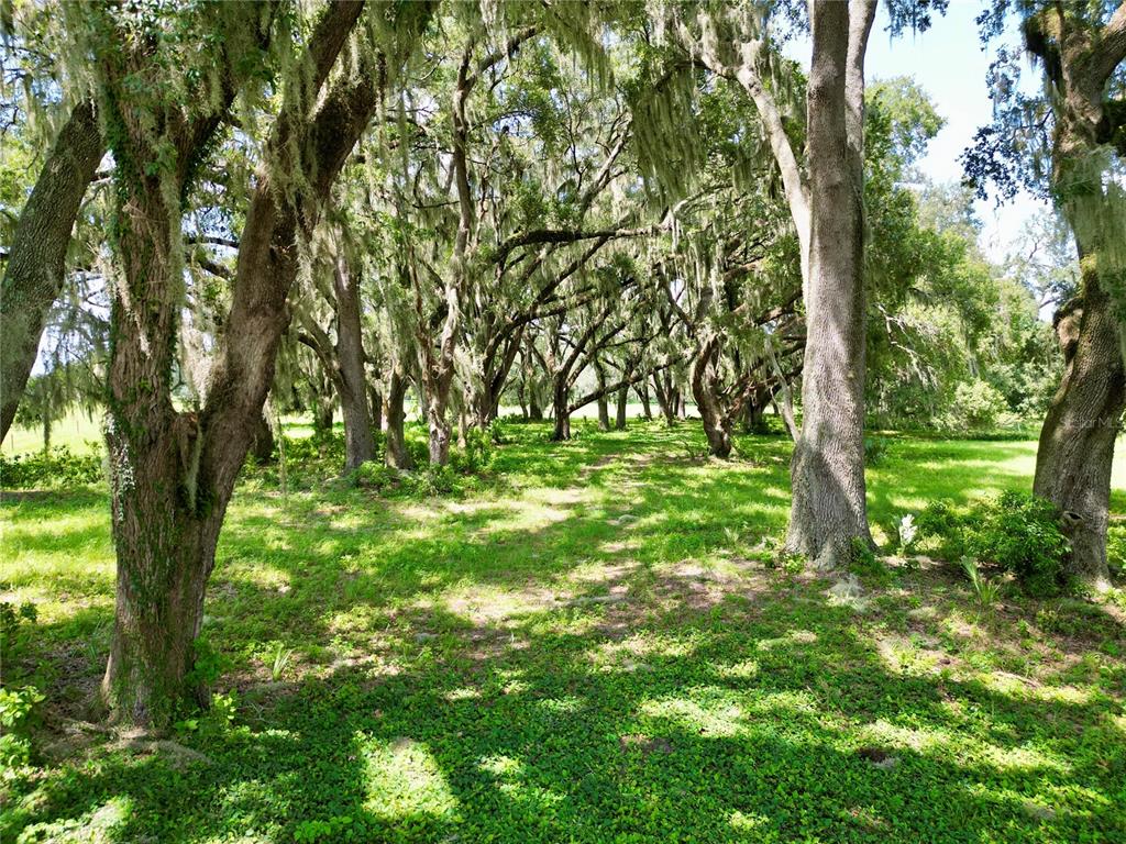 A grove of mature oak trees with Spanish moss shades a grassy, sunlit outdoor area — 00 C-478 W, WEBSTER, FL