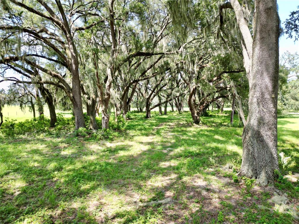 A grove of large oak trees draped in Spanish moss stands in a grassy field — 00 C-478 W, WEBSTER, FL