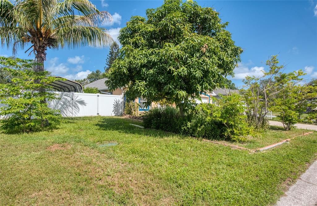 A grassy front yard features a large tree, a palm tree, and a white fence — 1150 OAKWOOD DRIVE, DUNEDIN, FL