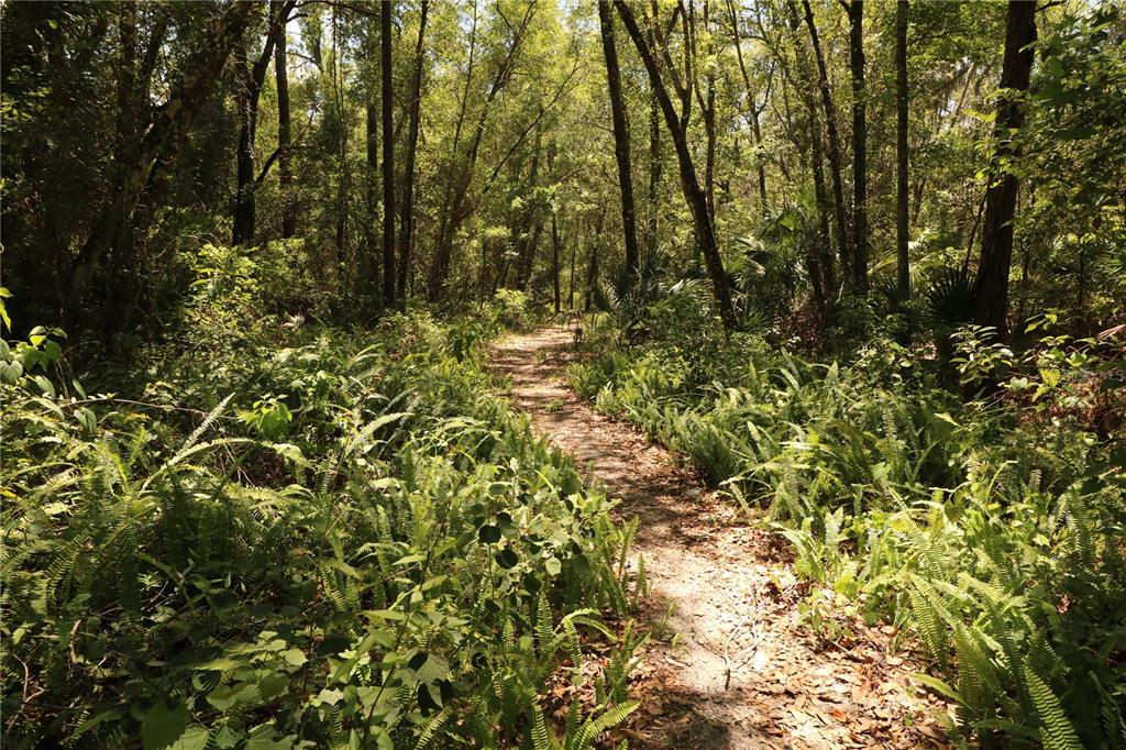 A dirt path winds through a lush, sunlit forest filled with ferns and tall trees — 0 E FRANKLIN STREET, OVIEDO, FL
