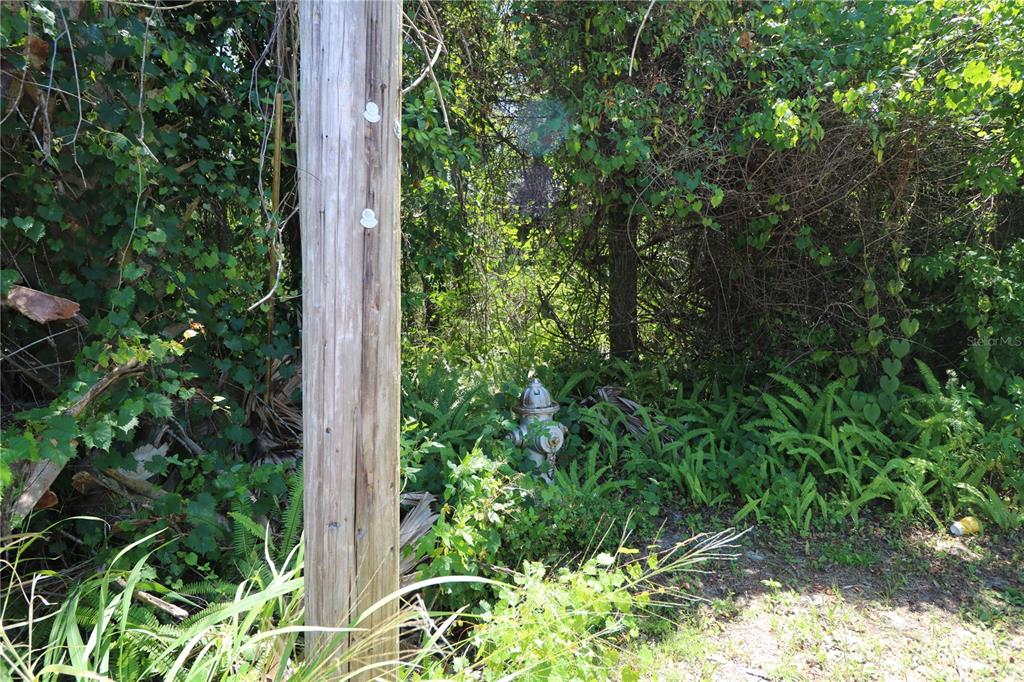 A fire hydrant stands in a wooded area next to a wooden utility pole — 0 E FRANKLIN STREET, OVIEDO, FL