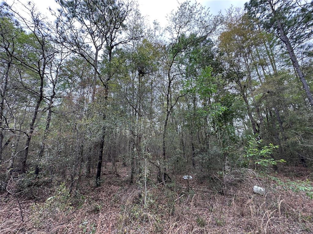 A dense, wooded lot with tall trees and ground-level brush under a cloudy sky — tbd NE 154TH AVENUE, WILLISTON, FL