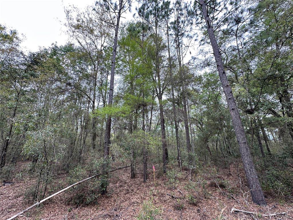 A wooded lot features tall pine trees and dense underbrush with a pink survey marker — tbd NE 154TH AVENUE, WILLISTON, FL