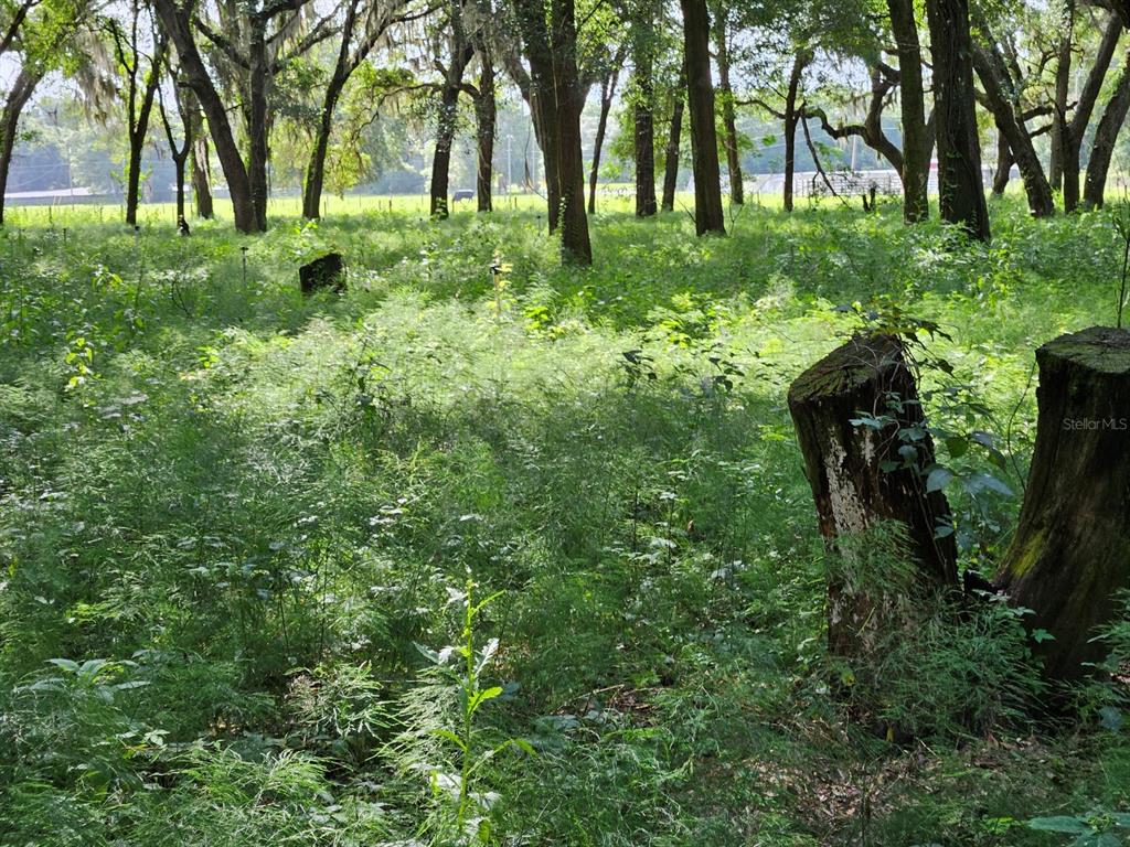 A grassy, wooded lot features several tree stumps in the foreground under a canopy of trees — 610 BURNSED ROAD, PIERSON, FL