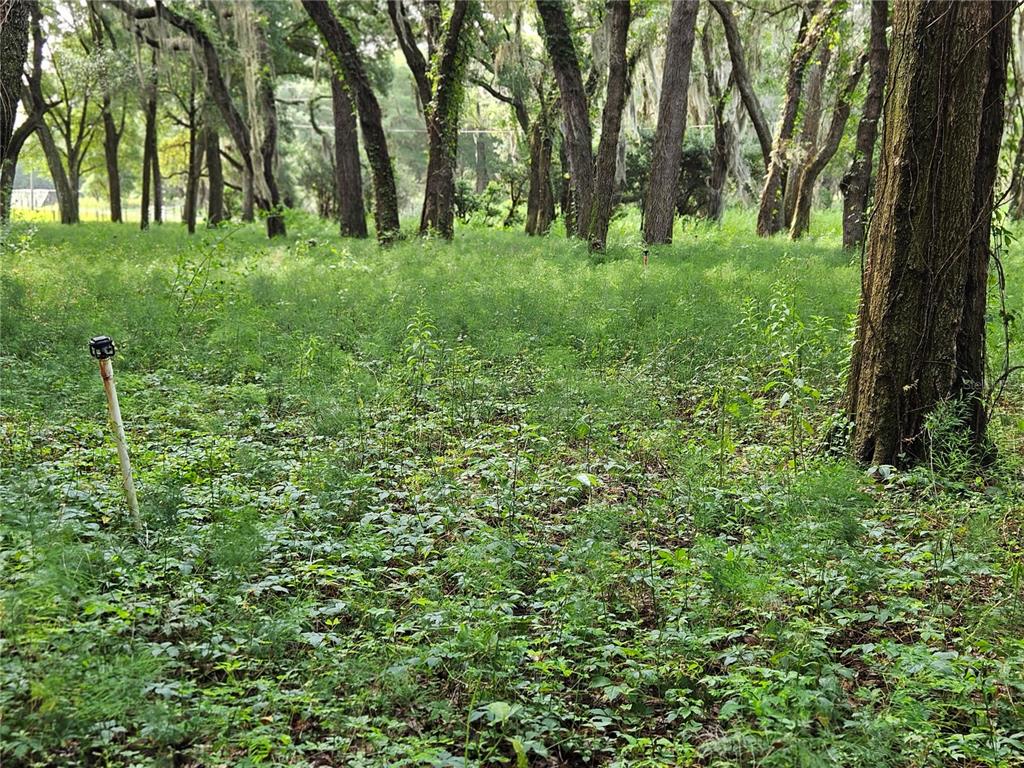 A wooded lot with tall trees and dense green ground cover under a bright sky — 610 BURNSED ROAD, PIERSON, FL