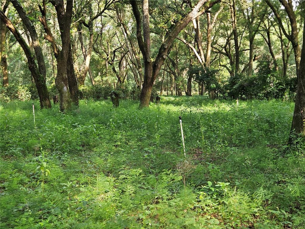 A wooded lot with tall trees and dense green vegetation featuring several irrigation sprinkler heads — 610 BURNSED ROAD, PIERSON, FL