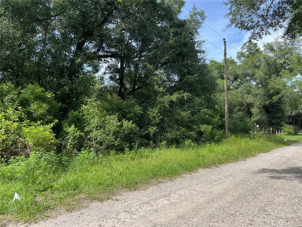 A gravel road runs alongside a densely wooded lot with a utility pole — 3677 E YANDLE PLACE, INVERNESS, FL
