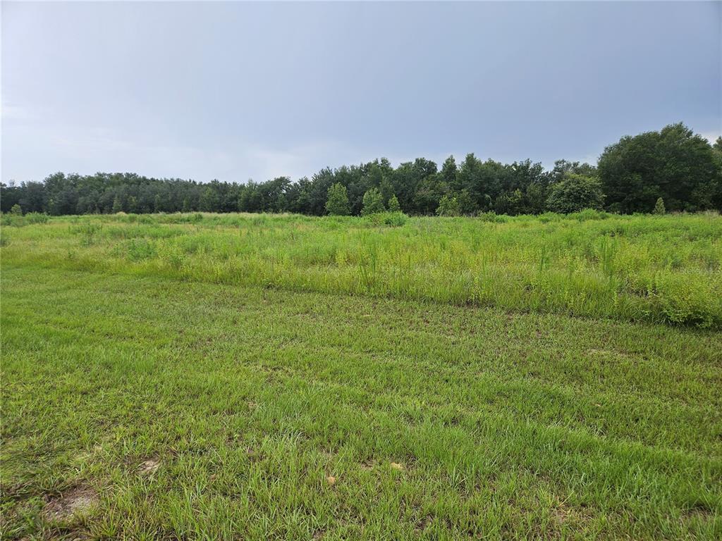 A large, grassy field stretches toward a dense line of trees under a cloudy sky — 8881 VALERIE COURT, ZEPHYRHILLS, FL
