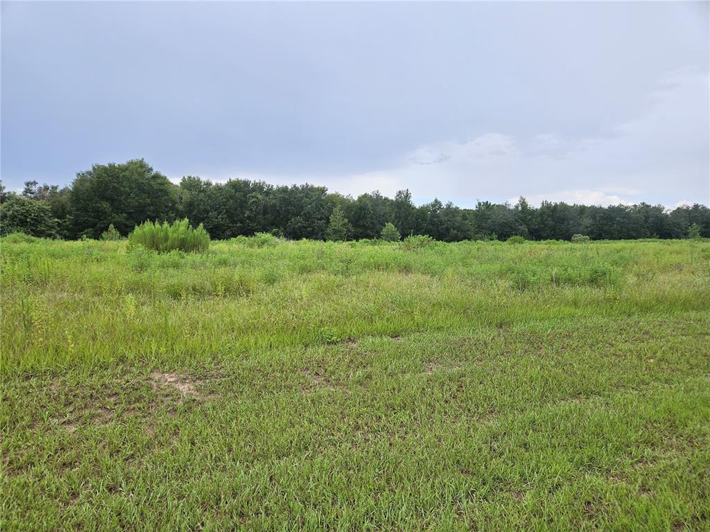 A wide, grassy field stretches toward a dense line of trees under a cloudy sky — 8881 VALERIE COURT, ZEPHYRHILLS, FL