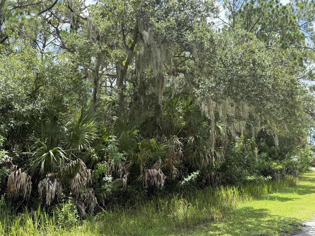 A dense cluster of palm trees and oak trees draped with Spanish moss — BADALI ROAD, NORTH PORT, FL