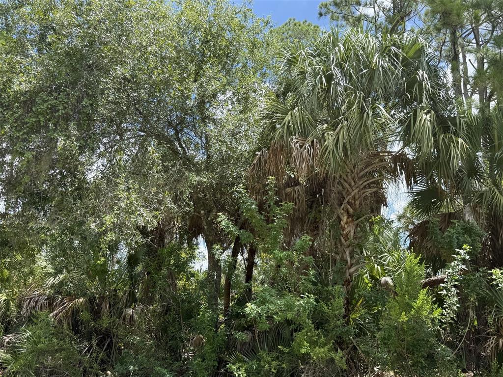 A dense cluster of trees and palm trees fills the frame under a blue sky — BADALI ROAD, NORTH PORT, FL