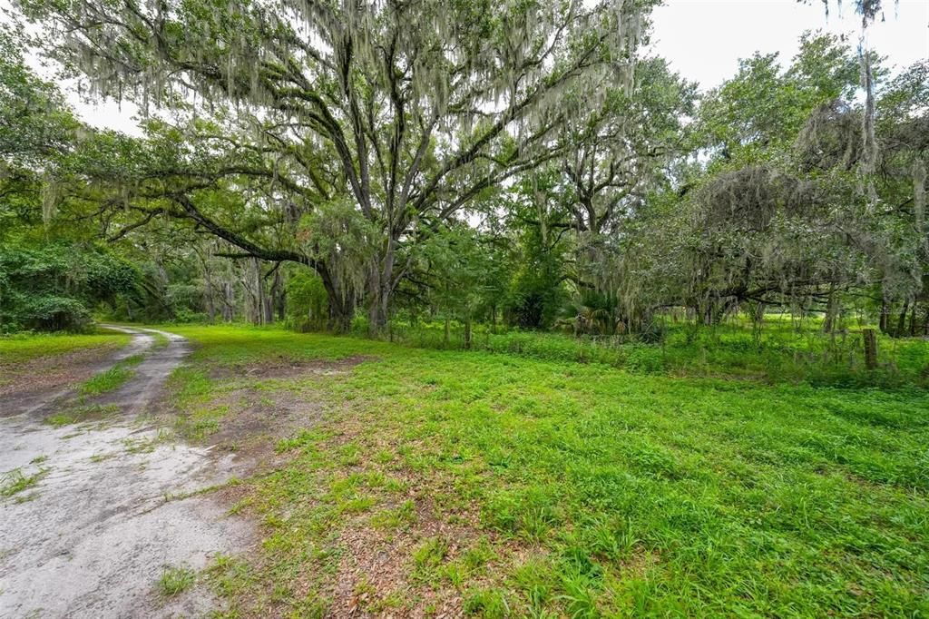 A dirt path leads through a grassy field toward large trees draped in Spanish moss — SE 14TH TERRACE, BUSHNELL, FL