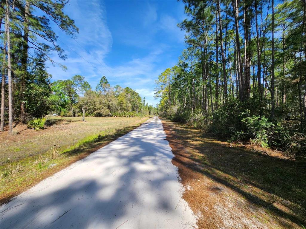 A dirt road leads through a wooded area with tall pine trees and open land — 114 MOSSWOOD STREET, GEORGETOWN, FL