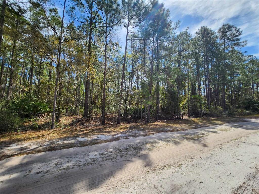 A dirt road runs alongside a wooded lot filled with tall pine trees — 114 MOSSWOOD STREET, GEORGETOWN, FL