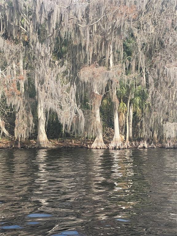 A view of cypress trees draped in Spanish moss along the edge of a dark river — 233 STELLA ROAD, GEORGETOWN, FL