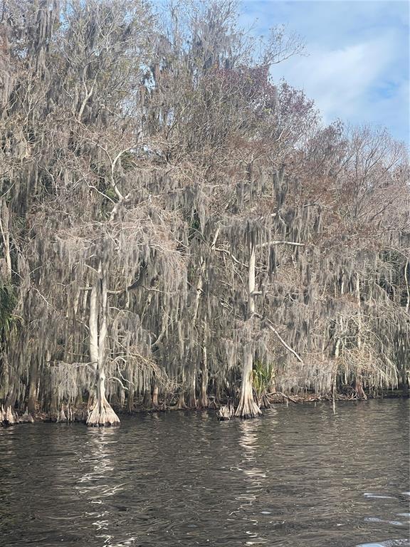 A view of cypress trees draped in Spanish moss along the edge of a dark lake — 233 STELLA ROAD, GEORGETOWN, FL