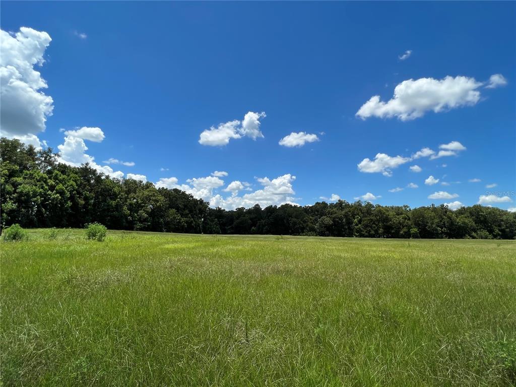 A wide, grassy field sits in front of a dense line of trees under a blue sky — 5500 SE 24TH STREET, OCALA, FL
