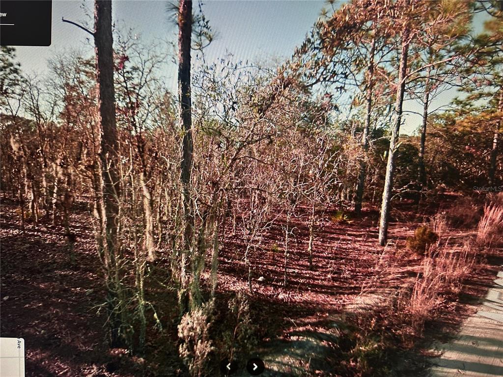 A wooded, undeveloped lot with pine trees and dry brush viewed from a paved road — TBD NE 97TH COURT, BRONSON, FL
