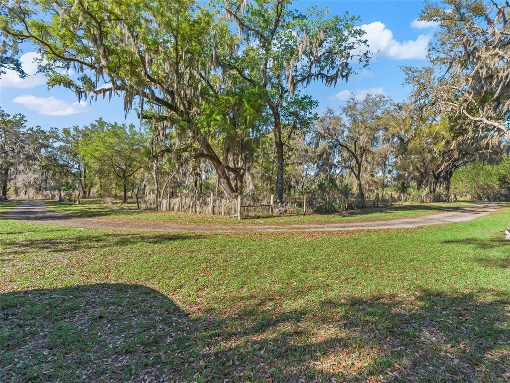 A dirt driveway curves through a grassy field lined with large, moss-draped oak trees — 6350 NE 86TH AVENUE, BRONSON, FL